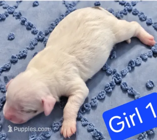 Girl1 Mini Bernadoodle  – Miniature Bernedoodle puppy for sale in Tarboro, NC
