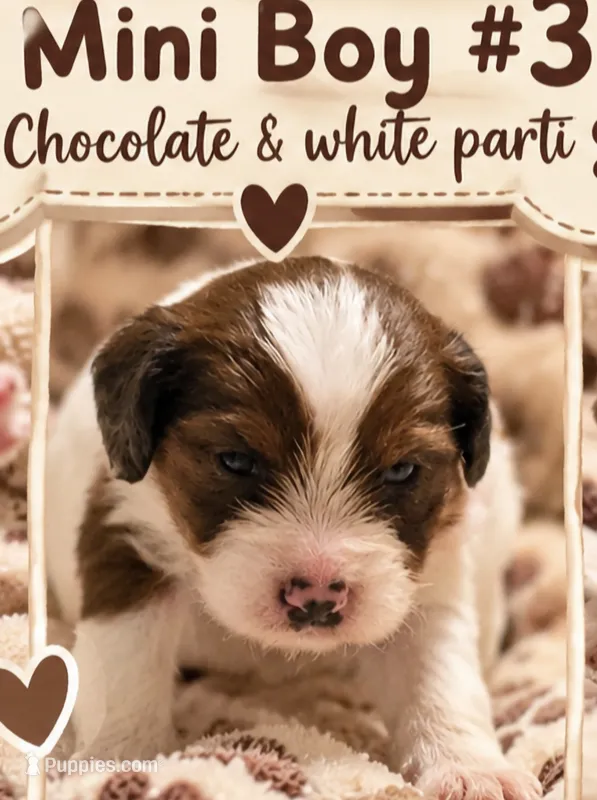Boy 3 Mini Bernedoodle  – Miniature Bernedoodle puppy for sale in Tarboro, NC