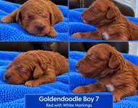 Goldendoodle Boy 7 Red , a male Goldendoodle for sale in Tarboro, NC – 1 of 4