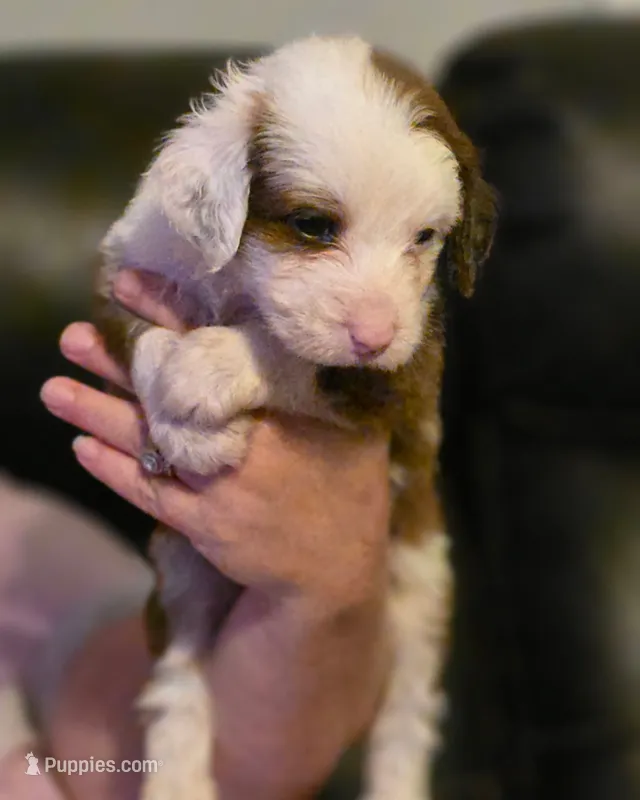 Boy 5 Mini Bernedoodle  – Miniature Bernedoodle puppy for sale in Tarboro, NC