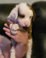 Boy 5 Mini Bernedoodle , a male Miniature Bernedoodle for sale in Tarboro, NC – 1 of 5