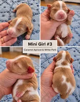 Girl 3 Mini Bernadoodle , a female Miniature Bernedoodle for sale in Tarboro, NC – 2 of 2