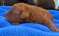 Goldendoodle boy 6 Red , a male Goldendoodle for sale in Tarboro, NC – 3 of 5