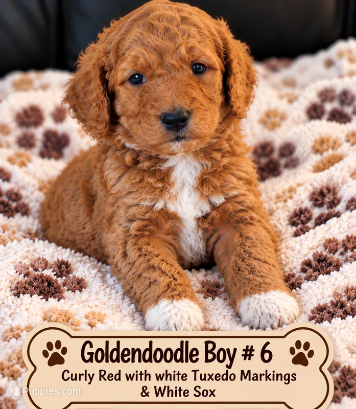 Goldendoodle boy 6 Red  – Goldendoodle puppy for sale in Tarboro, NC