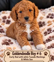 Goldendoodle  Curly boy 6 Red , a male Goldendoodle for sale in Tarboro, NC – 1 of 4