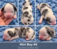 Boy 6 Mini Bernedoodle , a male Miniature Bernedoodle for sale in Tarboro, NC – 2 of 2