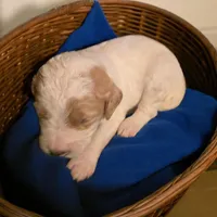 Girl 5 pink collar  Apricot cream Parti with Chocolate markings , a female Goldendoodle for sale in Tarboro, NC – Photo 6 of 9