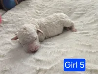 Girl 5 Apricot cream Parti with Chocolate markings , a female Goldendoodle for sale in Tarboro, NC – Photo 5 of 5
