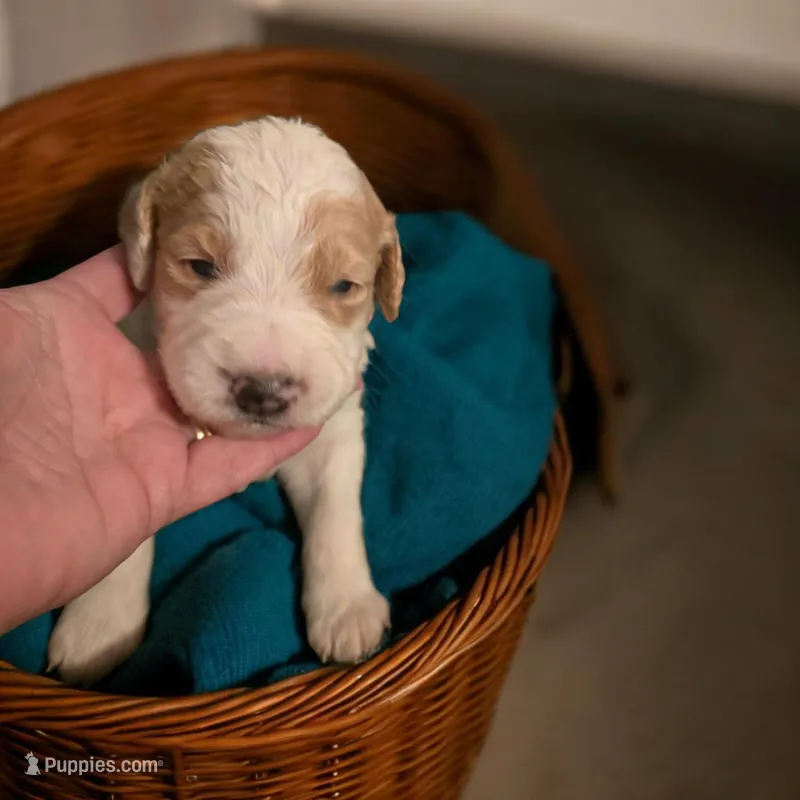 Girl 5 pink collar  Apricot cream Parti with Chocolate markings 