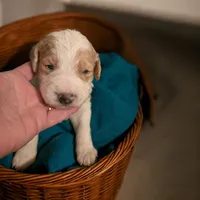 Girl 5 pink collar  Apricot cream Parti with Chocolate markings , a female Goldendoodle for sale in Tarboro, NC – Photo 1 of 9