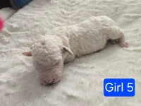 Girl 5 Apricot cream Parti with Chocolate markings , a female Goldendoodle for sale in Tarboro, NC – Photo 4 of 5