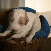 Girl 5 pink collar  Apricot cream Parti with Chocolate markings , a female Goldendoodle for sale in Tarboro, NC – Photo 4 of 9