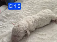 Girl 5 Apricot cream Parti with Chocolate markings , a female Goldendoodle for sale in Tarboro, NC – Photo 2 of 5