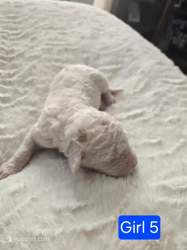 Girl 5 Apricot cream Parti with Chocolate markings 