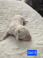 Girl 5 Apricot cream Parti with Chocolate markings , a female Goldendoodle for sale in Tarboro, NC – Photo 1 of 5