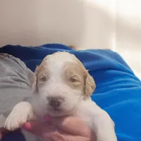 Girl 5 pink collar  Apricot cream Parti with Chocolate markings , a female Goldendoodle for sale in Tarboro, NC – Photo 2 of 9