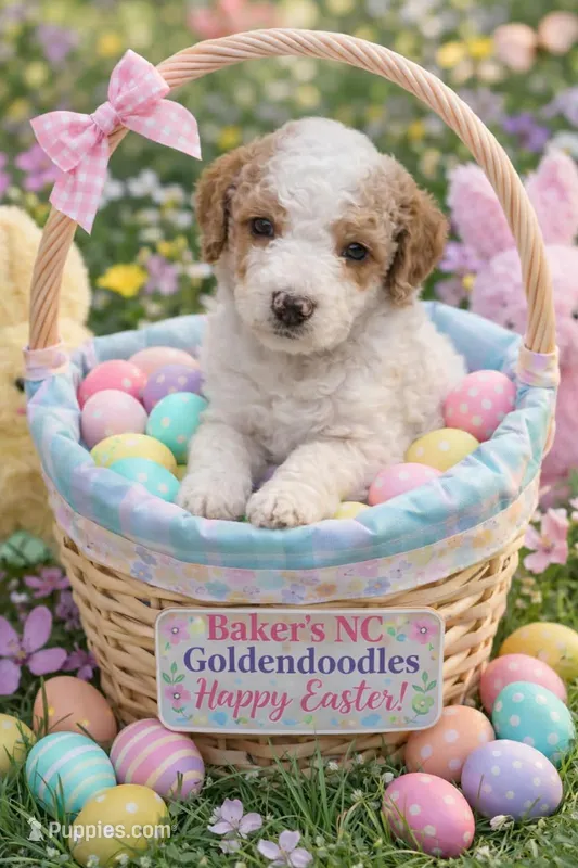 Girl 5 pink collar  Apricot cream Parti with Chocolate markings  – Goldendoodle puppy for sale in Tarboro, NC