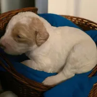 Girl 5 pink collar  Apricot cream Parti with Chocolate markings , a female Goldendoodle for sale in Tarboro, NC – Photo 3 of 9