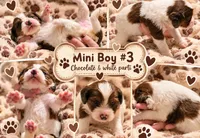 Boy 3 Mini Bernedoodle , a male Miniature Bernedoodle for sale in Tarboro, NC – 9 of 9