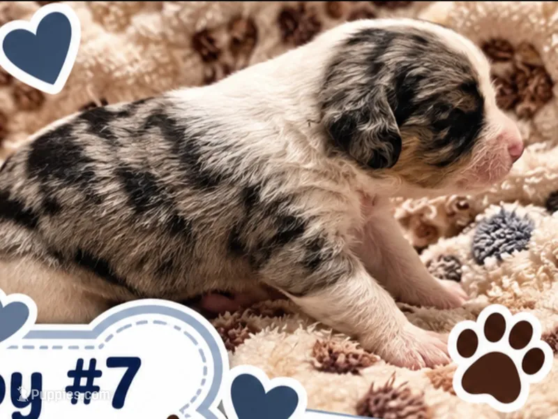Boy 7 Mini Bernedoodle  – Miniature Bernedoodle puppy for sale in Tarboro, NC