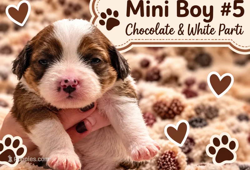 Boy 5 Mini Bernedoodle  – Miniature Bernedoodle puppy for sale in Tarboro, NC