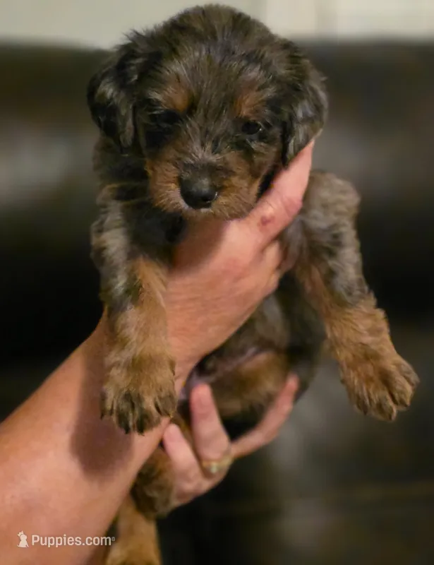 Boy 2 Mini Bernedoodle  – Miniature Bernedoodle puppy for sale in Tarboro, NC