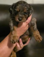 Boy 2 Mini Bernedoodle , a male Miniature Bernedoodle for sale in Tarboro, NC – 1 of 7