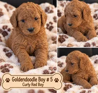Goldendoodle  curly Boy 5 Red , a male Goldendoodle for sale in Tarboro, NC – 2 of 3
