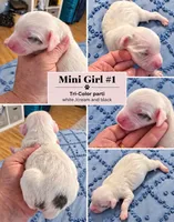 Girl1 Mini Bernadoodle , a female Miniature Bernedoodle for sale in Tarboro, NC – 2 of 2