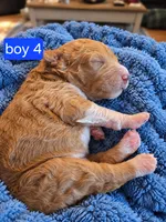 Goldendoodle Boy 4 Red white Tuxedo markings , a male Goldendoodle for sale in Tarboro, NC – 2 of 5