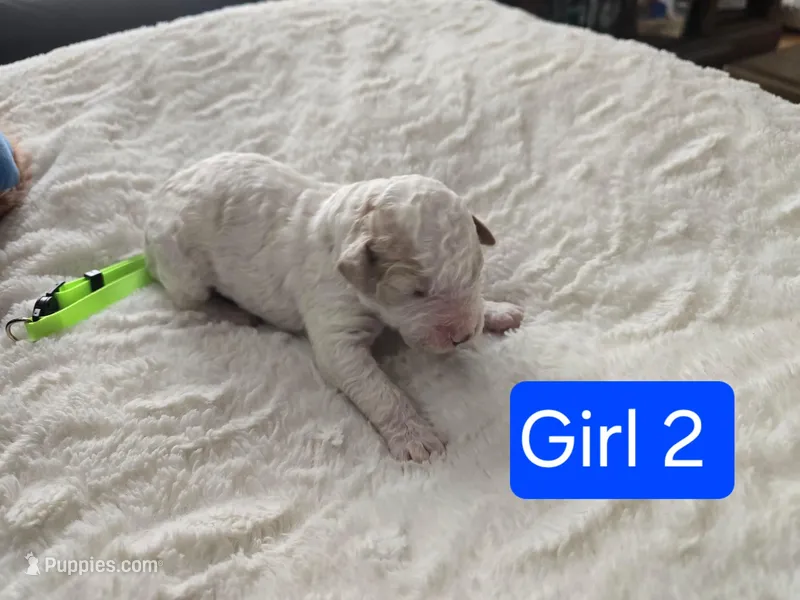 Girl 2 Apricot cream parti with Chocolate markings 