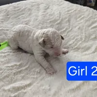 Girl 2 Apricot cream parti with Chocolate markings , a female Goldendoodle for sale in Tarboro, NC – Photo 6 of 7