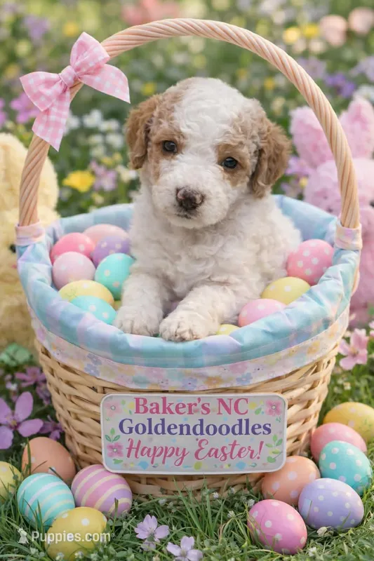 Girl 2 Apricot cream parti with Chocolate markings  – Goldendoodle puppy for sale in Tarboro, NC