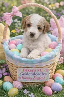 Girl 2 Apricot cream parti with Chocolate markings , a female Goldendoodle for sale in Tarboro, NC – Photo 1 of 7