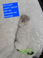 Girl 2 Apricot cream parti with Chocolate markings , a female Goldendoodle for sale in Tarboro, NC – Photo 5 of 6