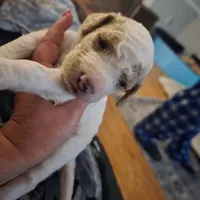 Girl 2 Apricot cream parti with Chocolate markings , a female Goldendoodle for sale in Tarboro, NC – Photo 5 of 7