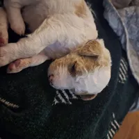 Girl 2 Apricot cream parti with Chocolate markings , a female Goldendoodle for sale in Tarboro, NC – Photo 3 of 7