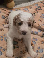 Girl 2 Apricot cream parti with Chocolate markings , a female Goldendoodle for sale in Tarboro, NC – Photo 2 of 7