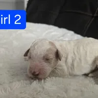Girl 2 Apricot cream parti with Chocolate markings , a female Goldendoodle for sale in Tarboro, NC – Photo 7 of 7