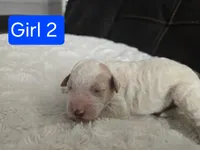 Girl 2 Apricot cream parti with Chocolate markings , a female Goldendoodle for sale in Tarboro, NC – Photo 2 of 6