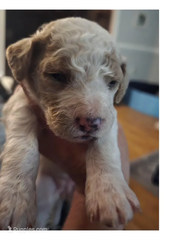 Girl 2 Apricot cream parti with Chocolate markings 