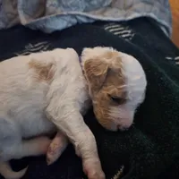 Girl 2 Apricot cream parti with Chocolate markings , a female Goldendoodle for sale in Tarboro, NC – Photo 4 of 7