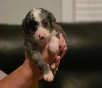 Boy 4 Mini Bernedoodle , a male Miniature Bernedoodle for sale in Tarboro, NC – 7 of 7