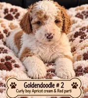 Goldendoodle  Curly Boy 2 Apricot cream parti , a male Goldendoodle for sale in Tarboro, NC – 1 of 7