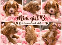 Girl 3 Mini Bernadoodle , a female Miniature Bernedoodle for sale in Tarboro, NC – 2 of 4