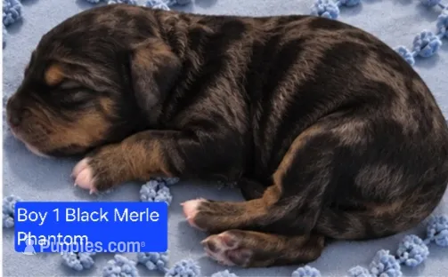 Boy 1 Mini Bernadoodle  – Miniature Bernedoodle puppy for sale in Tarboro, NC