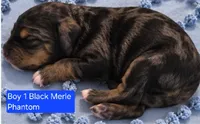 Boy 1 Mini Bernadoodle , a male Miniature Bernedoodle for sale in Tarboro, NC – 1 of 2