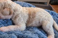 Goldendoodle Boy 2 Apricot cream parti , a male Goldendoodle for sale in Tarboro, NC – 3 of 5
