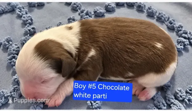 Boy 5 Mini Bernedoodle  – Miniature Bernedoodle puppy for sale in Tarboro, NC