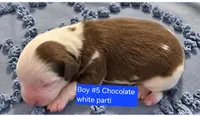Boy 5 Mini Bernedoodle , a male Miniature Bernedoodle for sale in Tarboro, NC – 1 of 2